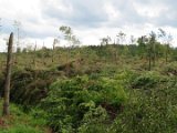 2022-05-20 - Tornado beim Sturmtief Emmelinde Solling - Steinlade bis Gehren (02)